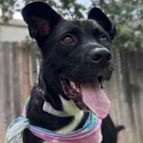 Thumbnail photo of Wiggle McWaggin #3