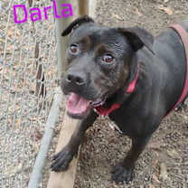 Thumbnail photo of Darla #1