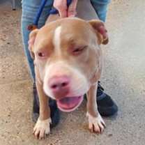 adopt-pet
