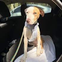 Thumbnail photo of Dragon #1