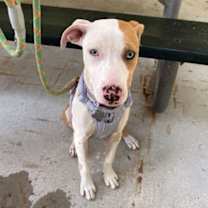 Thumbnail photo of Dragon #2