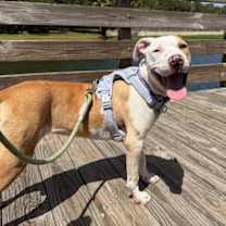 Thumbnail photo of Dragon #4