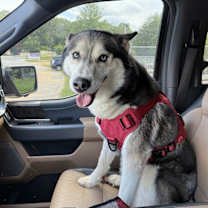 Thumbnail photo of Kora #1