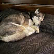 Thumbnail photo of Kora #4