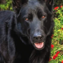 Thumbnail photo of MIKEY #3