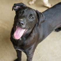 Thumbnail photo of Dexter #2