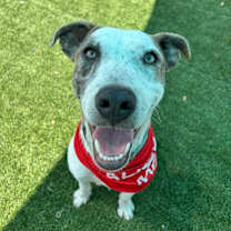 Thumbnail photo of Braum #1