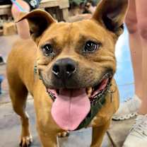 Thumbnail photo of Bruiser #3