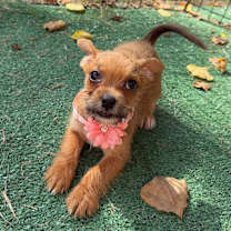 Thumbnail photo of Nadi Lyon #1