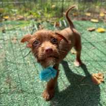 Thumbnail photo of Nugget Lyon #2