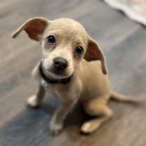 Thumbnail photo of Hugo The Pocket Chi Ward #1