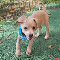 Thumbnail photo of Hugo The Pocket Chi Ward #2