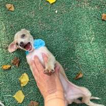 Thumbnail photo of Hugo The Pocket Chi Ward #4