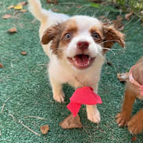 Thumbnail photo of Nala Lyon #2