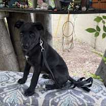 Thumbnail photo of Choco #1