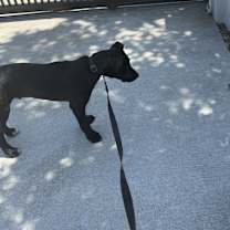 Thumbnail photo of Choco #3