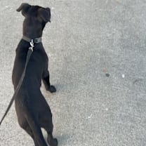 Thumbnail photo of Choco #4