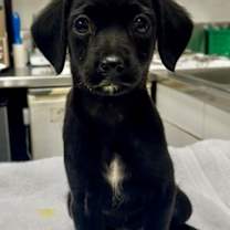 Thumbnail photo of 161522 #3