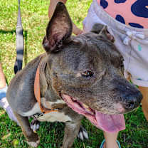 Thumbnail photo of Harley #1