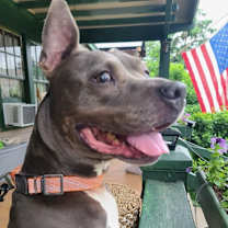 Thumbnail photo of Harley #2