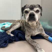 Thumbnail photo of Tiger #1