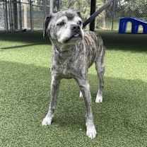 Thumbnail photo of Tiger #3