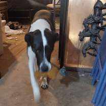 Thumbnail photo of Sophie #2