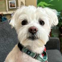 Thumbnail photo of Buddy #3