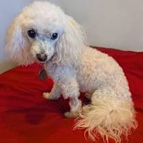 Thumbnail photo of Kodi #2