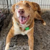 Thumbnail photo of Dune #2