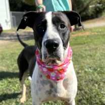 Thumbnail photo of Ellie #1