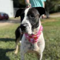 Thumbnail photo of Ellie #2