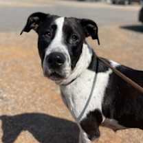 Thumbnail photo of Ellie #4