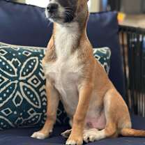 Thumbnail photo of HICKORY #4