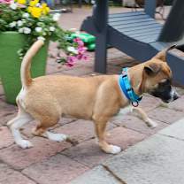 Thumbnail photo of HICKORY #2