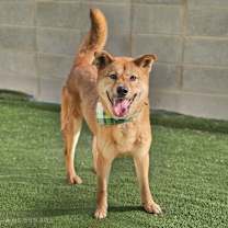 adopt-pet