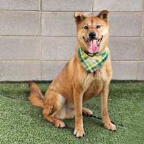 Thumbnail photo of Duri #2