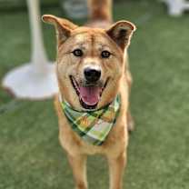 Thumbnail photo of Duri #3