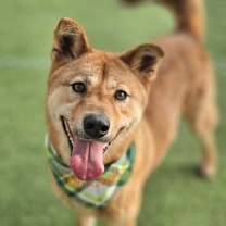 Thumbnail photo of Duri #4