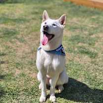 adopt-pet