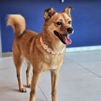 adopt-pet