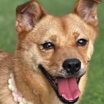 Thumbnail photo of Hadol #2