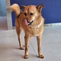 Thumbnail photo of Hadol #3