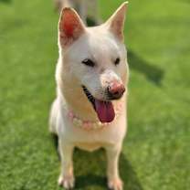 adopt-pet