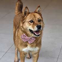 adopt-pet