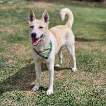 adopt-pet