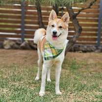 adopt-pet