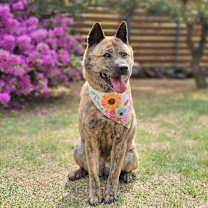 adopt-pet