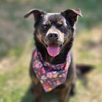 adopt-pet