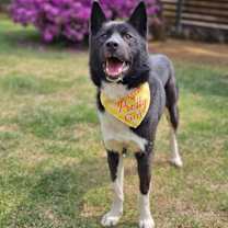 adopt-pet